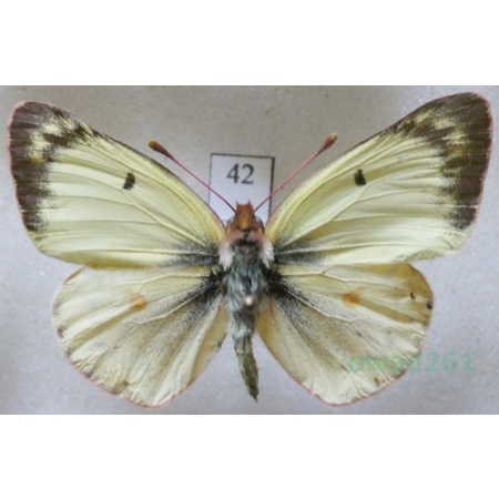 Colias alfacariensis Ribbe, 1905 male Szlaczkoń południowiec Czech42